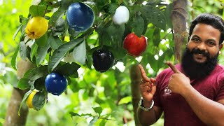 6 നിറങ്ങളിൽ കായ്ക്കുന്ന ആപ്പിൾ കേരളത്തിൽ  | BLACK AND BLUE APPLE | CAMP SETTERS