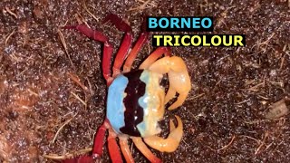 most beautiful/rare freshwater crab, borneo tricolour /geosesarma  tank setup simple mudah jimat