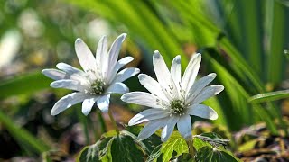 みかも山公園 (三毳山) に春が来た！ ~カタクリ開花状況 2019年3月18日~ Spring Has Come to Mikamo Mountain! : 4K