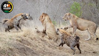 Battle for Survival in Lions Territory: Savage Clashes in WILD SERENGETI | Wild Animal Documentary