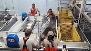 An 80 YEAR OLD, 10 foot long STURGEON!/Bonneville Fish Hatchery