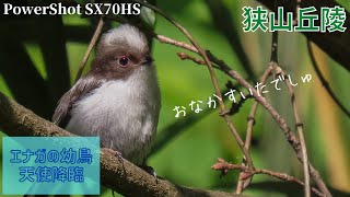 《可愛すぎ注意》夏鳥を探しに行ったら天使がいた。眩しそうなコチドリ【コンデジ野鳥撮影Vlog】