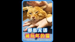 “那些被人玩坏的猫咪”猫：碰到这种铲屎官，9条命真心不够用呀…#猫咪的迷惑行为 #傻猫的日常 #猫猫 #猫咪无语瞬间 #看一次笑一次