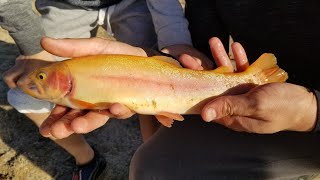 Lightning Trout at Lake Mcswain!!?? Taking the kids fishing! CATCH AND COOK