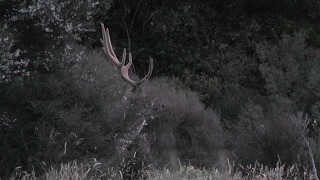 Monster 201 sika stag at 80 yards. We had to wait 6 minutes for the stag to