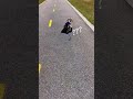 車椅子犬リハビリa dog s reaction when her human drops her leash it is priceless shorts wheelchairlife