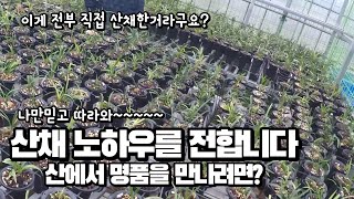 춘란산채도 노하우가 필요하다? /   산채 노하우를 전합니다