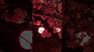 夜桜ライトアップ　提灯がゆらゆらCherry  blossoms light up