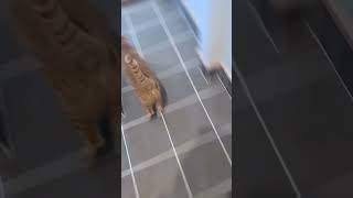 旦那を見送った後のルーティン　#shorts #猫のいる暮らし