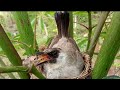 Mother Bird Taking Care of Baby Birds In The Nature Beautiful