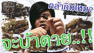 ทดสอบความกล้า ลองกินแมลงทอด จะรอดไหมเนี่ย!?