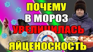 Почему в мороз у моих кур УВЕЛИЧИЛАСЬ ЯЙЦЕНОСКОСТЬ.