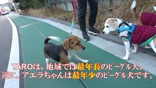 ﾋﾞｰｸﾞﾙ犬ﾌﾞﾛｸﾞ“TARO＆JIRO”とともに Enjoy life! ｢みんなで朝散歩してたら…｣