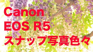 Canon EOS R5、2ヶ月使っての感想＆写真色々