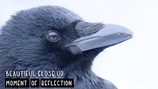 Moment Of Reflection - Beautiful Crow Close Up