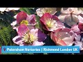 Petersham Nurseries | Richmond London England UK | A Walking Tour