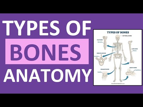 Are Tarsals irregular bones?