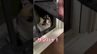 200万回再生ねこ❤️うた歌う笑#よその猫 #猫 #shorts