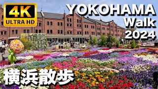 桜咲く春の横浜みなとみらいから横浜公園、横浜スタジアムまでを色鮮やかな花々を見ながら散歩した｜Walk at Yokohama Minato Mirai 2024