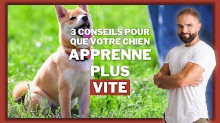 3 conseils de dressage canin pour que votre chien apprenne plus vite