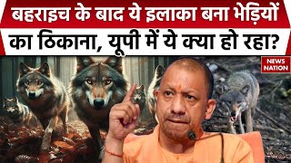 Wolf Attack In Sonbhadra: Bahraich के बाद सोनभद्र में भेड़ियों का आतंक, देखिए News Nation की रिपोर्ट