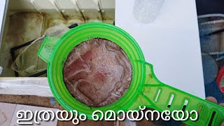 ഇങ്ങനെ വളർത്തിയാൽ മൊയ്‌ന പെരുകും // How To Make Moina Culture Easy Way