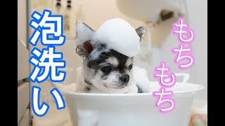 【チワワ】自宅でもちもち泡で泡洗い【犬】 / Dog shampoo with smooth bubbles