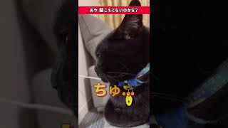 ずっと無視するので、魔法の言葉『ちゅーる』と言ってみた結果…     #shorts #cat #猫 #保護猫 #デブ猫 #黒猫 #ちゅーる #チュール