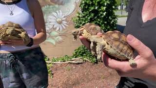 Tortoises Reunited