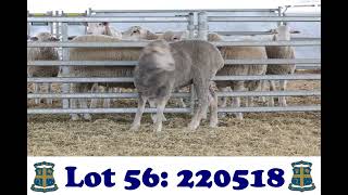 Lot 56