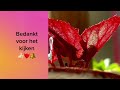 8 hippe kamerplanten met roze bladeren popular houseplants with pink leaves