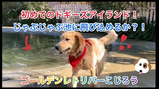 初めてのドギーズアイランド！水の中に飛び込むことはできるのか？！ゴールデンレトリバーこじろう