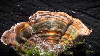 Turkey-Tail fungi (Trametes versicolor)(at 4k resolution)