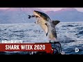 Shark Week 2020 Preview on Discovery Channel with Jeff Kurr | Shark Week