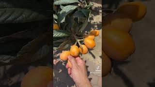 Loquat SZN