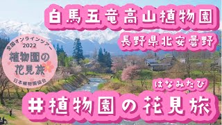 【植物園の花見旅』白馬五竜高山植物園から『オオヤマザクラ』が雪と共に見頃！全国植物園をつなぐオンラインお花見リレー🌸　#植物園の花見旅#桜前線2022#shorts