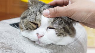 ゾウさん風呂に入るねこ。-Maru takes the elephant bath.-