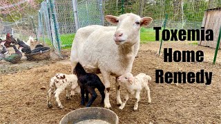 Our Katahdin Sheep got Twin Lamb Disease (Home Remedy)