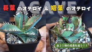 【アガベ実生 育成記録 第２弾】長葉だったり短葉だったり個性的！！ グループ２