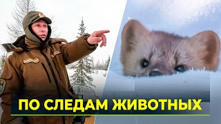 На Ямале идёт зимний учёт диких животных