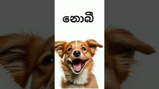 බල්ලන්ගේ නම් cute unusual dog names