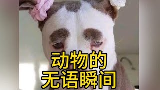 盘点动物的无语瞬间