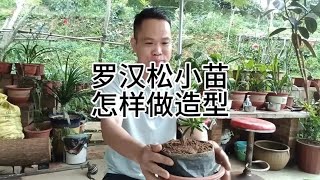 罗汉松小苗怎样做造型How to style podocarpus seedlings