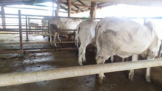 V8 724/8 vs rudolph851 vs kyros571 #H9 #brahman #วัวบราห์มัน #rudolph851 #kyros571 #v8 724/8 #ลูกวัว