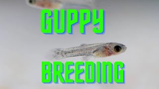 Guppy Breeding Masterclass  Top tips #guppybreeding