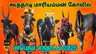 கூத்தாடி மாரியம்மன்கோவில்| மாபெரும்எருதாட்டம்|#2025#jallikattu #viralvideo#trending#bull#eruthattam