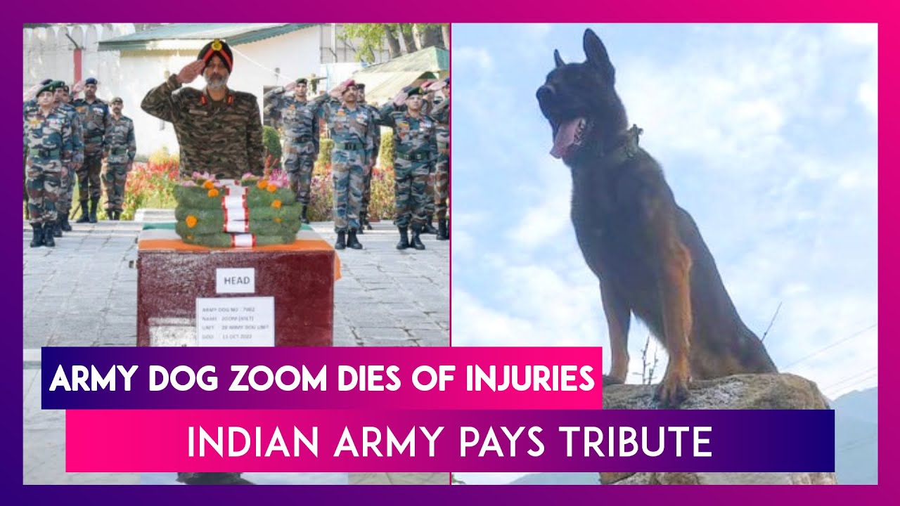 Indian Army Dog Zoom Dies Of Injuries; Officers Pay Tribute To Canine ...