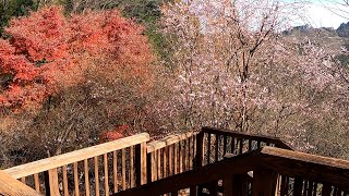 城峯公園キャンプ場と冬桜