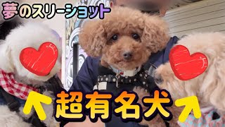 名古屋の犬イベント2024【わんにゃんドーム後半】【名古屋 しゃべる トイプードル】