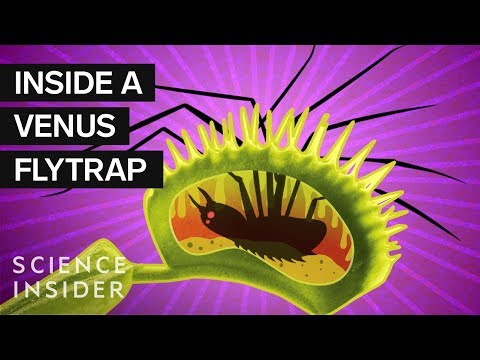 Does a Venus fly trap photosynthesize?